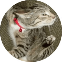 Котики и кошечки 2