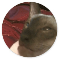 Котики и кошечки 2