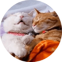 Котики и кошечки 2