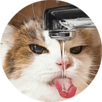 Набор стикеров Котики и кошечки