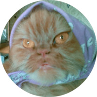 Котики и кошечки