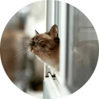 Котики и кошечки