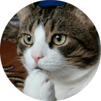 Котики и кошечки