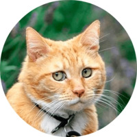 Котики и кошечки