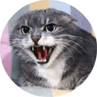Котики и кошечки