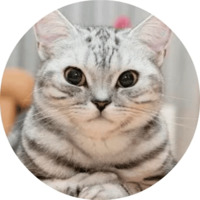 Котики и кошечки