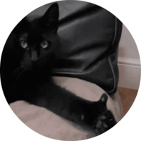 Котики и кошечки