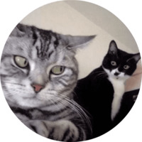 Котики и кошечки