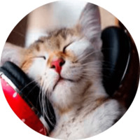 Котики и кошечки