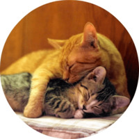 Котики и кошечки