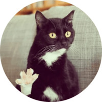 Котики и кошечки