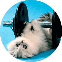 Котики и кошечки
