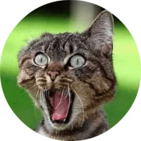 Котики и кошечки