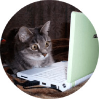 Котики и кошечки