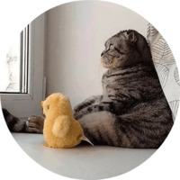 Котики и кошечки