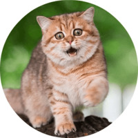 Котики и кошечки