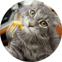 Котики и кошечки
