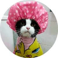 Котики и кошечки