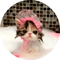 Котики и кошечки