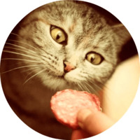 Котики и кошечки