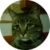 Котики и кошечки