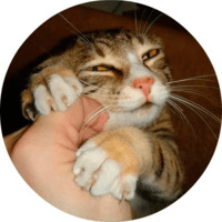 Котики и кошечки