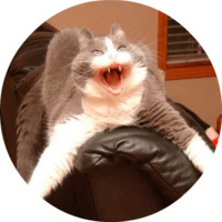 Котики и кошечки