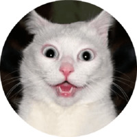 Котики и кошечки