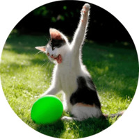 Котики и кошечки