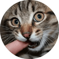 Котики и кошечки