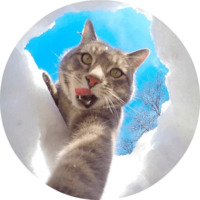 Котики и кошечки