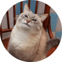 Котики и кошечки