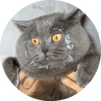 Котики и кошечки