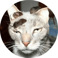 Котики и кошечки