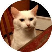 Котики и кошечки