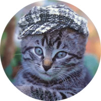 Котики и кошечки