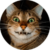 Котики и кошечки