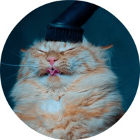 Котики и кошечки