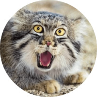 Котики и кошечки