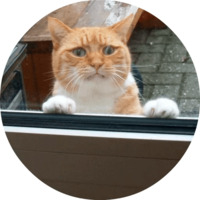 Котики и кошечки