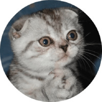 Котики и кошечки