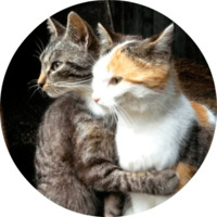 Котики и кошечки