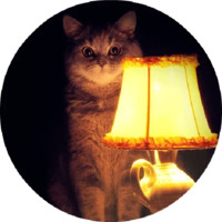 Котики и кошечки