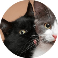 Котики и кошечки