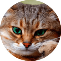 Котики и кошечки