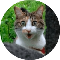 Котики и кошечки
