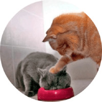 Котики и кошечки