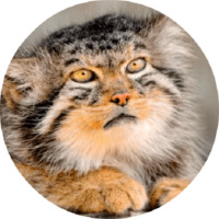 Котики и кошечки