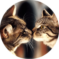 Котики и кошечки