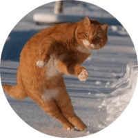 Котики и кошечки
